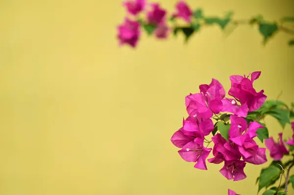 Sarı bir duvara dayanan çarpıcı pembe Bougainvillea Tayvan 'ın ılık ikliminde gelişir. Çalılar, saksı bitkileri ve bahçe güzelleştirmelerinde yaygın olarak kullanılır..