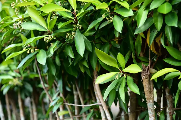 Canlı bir Ardisia squamulosa, ya da Doğu Mor Orkide, yol kenarında gelişir. Bu yeşil çalılıkta parlak yeşil yapraklar ve renkli böğürtlenler var. Sonsuz gençliği ve canlılığı sembolize ediyor..