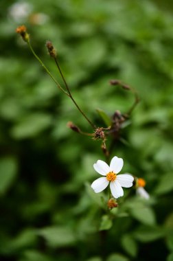Tayvan 'da her yerde bulunan bir kır çiçeği, Bidens alba yapışkan tohumları ve tıbbi nitelikleri, geleneksel bitkisel uygulamalardaki ekolojik adaptasyon ve kültürel önemini somutlaştırır..