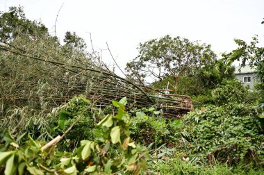 Tayfun rüzgarları bambuların sığ ve dağınık kök sistemini ortaya çıkararak fırtınanın doğa ve geçim kaynakları üzerindeki yıkıcı etkisini hatırlatan ormanlarda kökünü kazıdı..