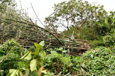 Tayfun rüzgarları bambuların sığ ve dağınık kök sistemini ortaya çıkararak fırtınanın doğa ve geçim kaynakları üzerindeki yıkıcı etkisini hatırlatan ormanlarda kökünü kazıdı..