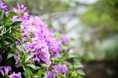 Mansoa alliaceum çiçeklerinin canlı bir görüntüsü mor bir şelale gibi çağlar, duvarları ve sarmalları süslüyor, dış mekanları cazibeyle büyütüyor..