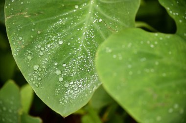 Taro yaprakları, yağmurdan sonra, su damlacıklarının yuvarlanmadan önce inci gibi oturması gibi kendi temizleme yeteneklerini sergiler. Bu doğal süreç, temiz yüzeyleri korumadaki verimliliklerini vurgular..
