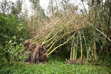Bambu tayfundan sonra köklerinden sökülmüş, sığ ve dağınık kökleri fırtınanın şiddetli çekimine dayanamıyor. Bu resim aşırı hava olayları sırasında doğanın savunmasızlığını sembolize eder..