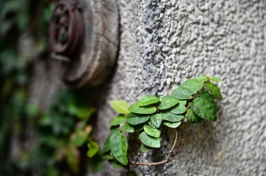 Gri bir terrazzo duvarı, yemyeşil yemyeşil yüzeyi tırmanan sürünen Ficus pumila 'ya ev sahipliği yapar. Arka planda, tek başına bir ahşap lamba tepesi kalır ve kırsal bir dokunuş eklenir..