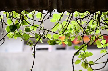 The vibrant Plectranthus amboinicus sprawls over the rain shelter, its dangling green leaves backlit by diffused light, blending with the shelter's silhouette. clipart