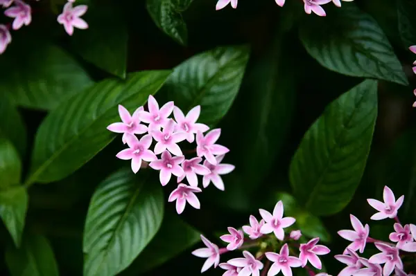 Narin pembe Pentas çiçekleri gün ışığında gelişir, yumuşak renkleri onları çevreleyen taze yeşil yapraklarla güzelce dengelenir..
