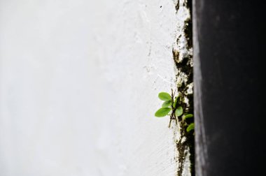Lemmaphyllum mikrofilllum beyaz bir duvar ve kapı çerçevesi arasındaki bir çatlaktan büyüyen, şehir merkezindeki eğrelti otlarının dayanıklılığını gösteren.