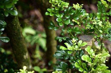 Kokulu Aglaia kokulu yapraklarının yakın çekimi, pinyatür desenler halinde dizilmiş, pürüzsüz dokuları ve canlı yeşil tonlarında zarafeti somutlaştırıyor..