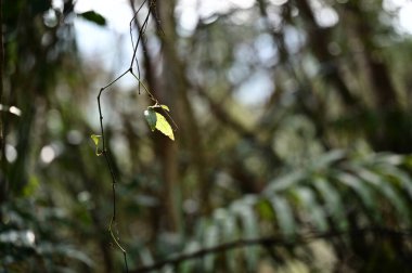 Dağınık yapraklarla süslenmiş bu ince dal, yürüyüş yolunun üzerinde asılı olarak basitlik ve bolluk arasındaki uyumu vurgular..