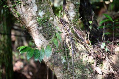 Lasianthus, bir Rubiaceae cinsi, Tayvan 'ın alçak dağ ormanlarında yaşar. Parlak yaprakları, canlı meyveleri ve küçük beyaz çiçekleri orman ekosistemini zenginleştirir ve kuş nüfusunu destekler..
