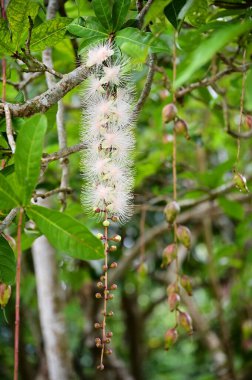 This Taiwanese native, Barringtonia racemosa, showcases clusters of white blossoms that dazzle like fireworks at night, embodying tropical elegance. clipart