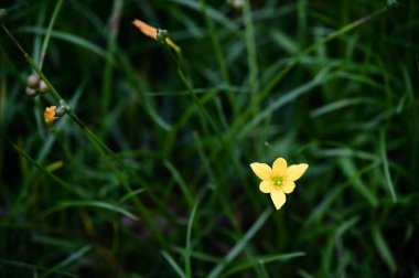 Zephyranthes citrina, the yellow rain lily, dazzles with its golden funnel-shaped blooms, symbolizing elegance and warmth. clipart