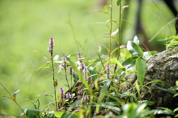 Celosia argentea, a resilient wildflower thriving in Taiwan's low-altitude areas, blooms from late spring to summer. Its adaptability to drought and poor soils ensures its widespread presence.