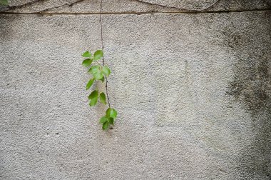 Yüzeyine sıkıca yapışmış, inen yeşil bir dalla süslenmiş, hava koşullarından dolayı kararmış lekeli bir çakıl taşı duvar..