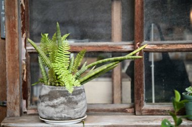 Sıcak bir yeşillik ve eğrelti otunun içinde eğreltiotu, yumuşak gün ışığı altında büyüleyici ahşap çerçeveli bir pencereye tünemiş.