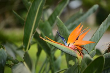 Egzotik görünüşüyle tanınan Strelitzia reginae, turuncu ve mavi renkleriyle seyircileri cezbediyor. Tropikal güzelliğin gerçek bir simgesi. Her bahçeye zarafet katar..