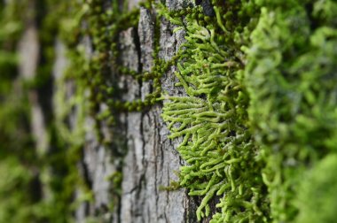 Bir ağaç gövdesinde gelişen yosunların detaylı bir yakın çekimi zengin yeşil dokularını ve minyatür bir ekosistem olarak ekolojik önemini gözler önüne seriyor..