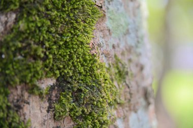 Ağaç kabuğunda büyüyen yosunlar biyolojik çeşitlilikte hayati bir rol oynamaktadır, çeşitli küçük organizmalar için hem barınak hem de besin görevi görmektedir..