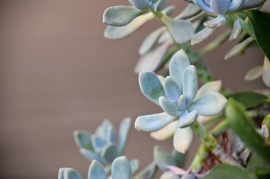 Graptopetalum paraguayense 'in yakın plan çekimi, tombul, kürek şeklindeki yapraklarıyla gün ışığında hafifçe parlayan simetrik rosetler oluşturuyor..