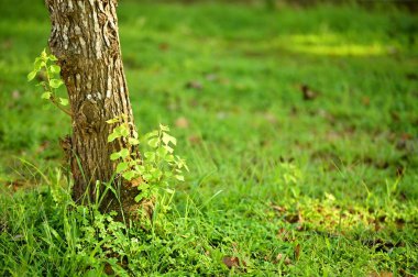 Ağaç gövdesi tabanında, yemyeşil çimlerle çevrili detaylı ağaç kabuğu dokusu var. Park ortamında huzurlu bir atmosferi olan doğal açık hava manzarasını gösteriyor..