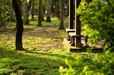 Ahşap pavyon yapısı gür orman arka planına sahip yemyeşil bitkilerle çevrili, ağaçların arasından süzülen parlak güneş ışığı barışçıl bir atmosfer yaratıyor..