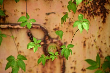 Canlı yapraklarla dolu yemyeşil sarmaşık paslı metal duvara tırmanıyor ve sanatsal bileşimde doğal büyümeye karşı direnç gösteriyor.