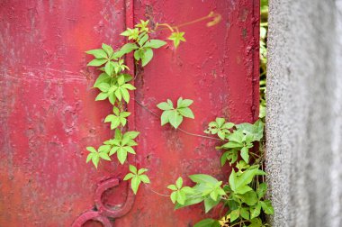 Canlı kırmızı tuğla duvara tırmanan, karakteristik beş yapraklı sarmaşıklı yemyeşil Virginia sarmaşığı doğal duvar kaplamasını ve şehir yeşilliğini gösteriyor.