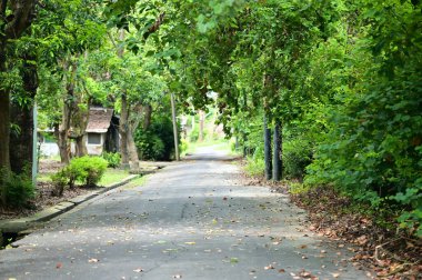 Huzurlu orman yolu yemyeşil ağaçlarla çevrili doğal bir tünel oluşturuyor ve sonunda ışık görülebiliyor. Huzurlu orman yürüyüşü atmosferi yaratıyor.