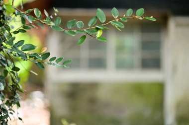 Ön planda keskin yeşil yapraklı dallar ve arka planda yumuşak odaklı bina penceresi, alan fotoğrafçılığının sığ derinliğini gösteriyor