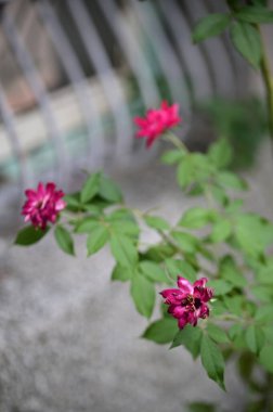 Tam çiçek açmış üç canlı pembe gül katmanlı yapraklar ve yemyeşil yapraklar sergiliyorlar. Yüzeysel alan derinliği ile çekilen çekim, mimari elementlerle yumuşak bulanık arkaplan oluşturur.