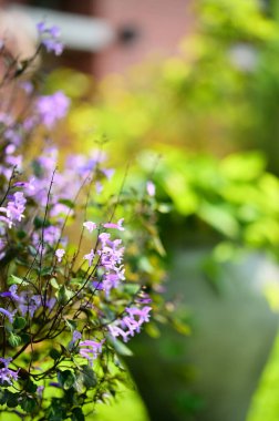 Canlı mor lobelia erinus çiçekleri parlak doğal ışıkta mızrak şeklindeki yapraklarla yoğun bir şekilde çiçek açarlar. Sığ alan derinliği arka planda bulanık saksı bitkisi ile yumuşak bokeh etkisi yaratır.