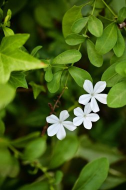 Yumuşak, yeşil yapraklar ve salkımlarla çevrili ve barışçıl botanik kompozisyonu oluşturan yumuşak doğal ışıkta uzamış beş ince taç yaprağı gösteren narin beyaz çiçekler..