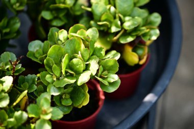 Kalın, yuvarlak yeşil yapraklı, parlak kırmızı seramik kaplarda büyüyen çok sayıda küçük sulu bitkiler. Sığ alan derinliği yumuşak arkaplan bulanıklığı yaratır ve ek saksı bitkileri görünür hale gelir.