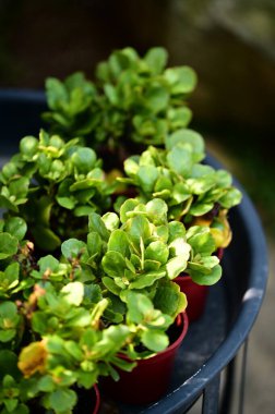 Kalın, yuvarlak yeşil yapraklı, parlak kırmızı seramik kaplarda büyüyen çok sayıda küçük sulu bitkiler. Sığ alan derinliği yumuşak arkaplan bulanıklığı yaratır ve ek saksı bitkileri görünür hale gelir.