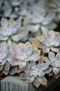 Echeveria sulandırıcı, mor kenarlı gri-yeşil rosetler, ahşap bir kapta dizilmiş. Yüzeysel alan derinliği arkaplanı bulanıklaştırıyor, dokuyu ve rengi vurguluyor.