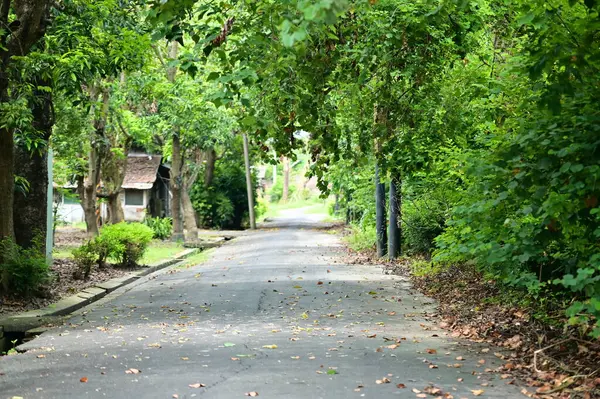 Huzurlu orman yolu yemyeşil ağaçlarla çevrili doğal bir tünel oluşturuyor ve sonunda ışık görülebiliyor. Huzurlu orman yürüyüşü atmosferi yaratıyor.
