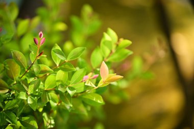 Pembe ve turuncu renkli yeni büyüme tomurcuklarına sahip canlı yeşil eliptik yapraklar, yumuşak altın-yeşil bokeh arka plan ve nazik doğal ışıklandırma efektleri ile sığ alan derinliğinde yakalanır..