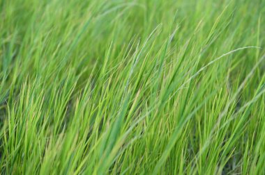 İnce yeşil yapraklardan oluşan yoğun bir küme yukarı doğru yükselir, yeşilin değişik tonlarında ve sarı ipuçlarıyla. Güneş ışığı yaprak kenarlarını aydınlatır, arkaplanı yumuşakça bulanık tutar ve canlı yeşillikleri vurgular..