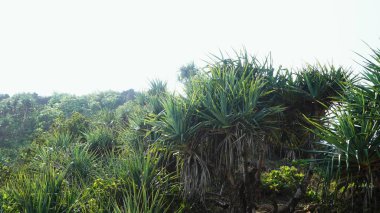 Sea pandan plants or Pandanus odorifer on the hill clipart