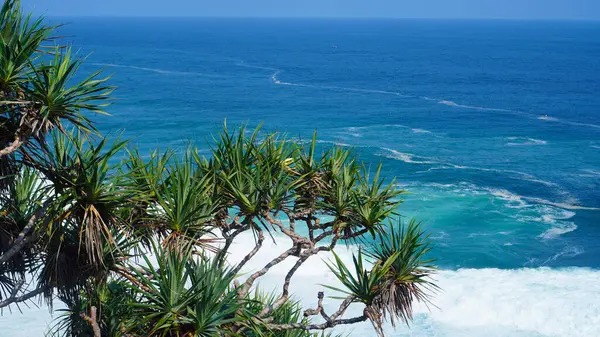 Deniz Pandanus tectorius Park bitkileri verimlidir ve denizin kenarında büyürler.