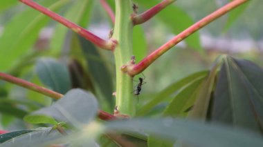 Cassava yaprakları üzerinde siyah karıncaları kapatın.