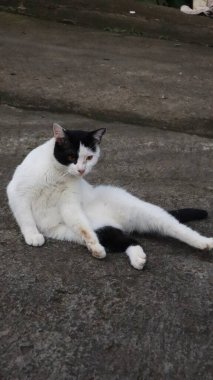 Siyah beyaz kürklü bir kedi oturuyor.