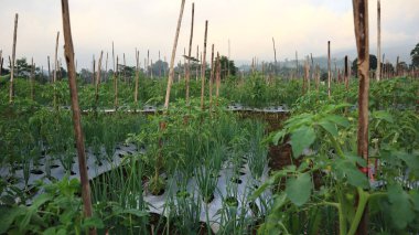 Tarlalarda yetişen sebze bitkileri. Endonezya bahçesi. Kırmızı biber bitkileri, pırasa ve domates.