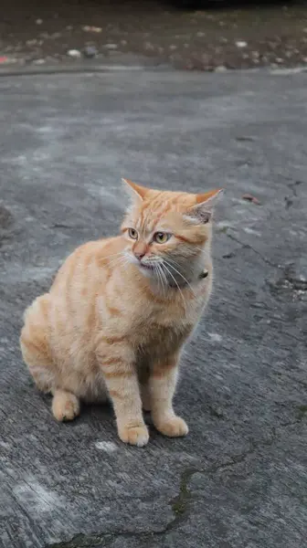 Tatlı turuncu kedi dışarıda.