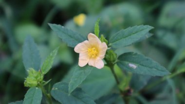 Güzel çimen çiçekleri yakın