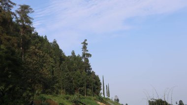 Çam ağacı ormanlarının ve pirinç tarlalarının manzarası
