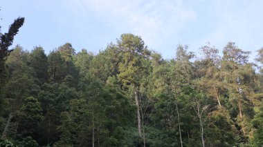 Çam ağacı ormanlarının ve pirinç tarlalarının manzarası