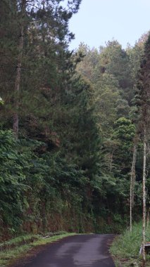 Arka plan olarak güzel orman asfalt yolu