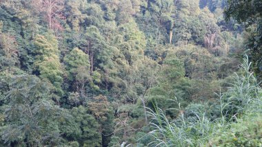 Bambu ağaçları ve yeşil ağaçlarla vahşi doğa manzarası